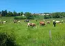 Vaches au pâturage