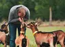 Loïc Richard, éleveur caprin sur la commune d'Olby, dans le Puy-de-Dôme.