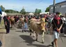 Les bovins Fin Gras du Mézenc étaient de sortie aux Vastres.