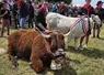 Le Fin Gras, une viande d'exception et la fierté d'un territoire