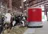 Le robot d'alimentation distribue la ration plusieurs fois par jour contre deux fois auparavant. 
