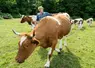 Sauvée de l'extinction par une poignée d'éleveurs, la Ferrandaise sera la tête d'affiche du prochain SIA. Une reconnaissance du travail accompli pour Alain Guéringer, président de l'Association La Ferrandaise. 