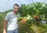 Les plants de petits fruits plantés par Alexandre Clémenson entrent en production.