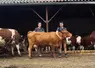 Laura Astier et son conjoint Fabien Tronchère avec leurs vaches.