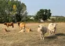 Les troupeaux souffrent actuellement de la canicule.