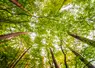 Beautiful landscape of big tree in the forest with low angel view point