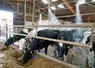 vaches laitières dans un bâtiment