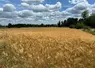 Les fortes chaleurs précoces ont accéléré le cycle des céréales.