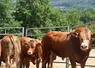 400 animaux sont attendus du 6 au 9 octobre à Cournon d'Auvergne pour le national limousin au Sommet de l'Elevage.