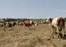 La pousse de l'herbe est aujourd'hui stoppée à toutes les altitudes. 