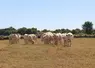 L'intégralité du département du Puy-de-Dôme est désormais concerné par le manque d'herbe. À l'échelle de la France, aucune région n'est épargnée. 