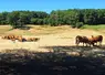 Les bovins sont très sensibles à la chaleur. Dès 20-22°C, ils ont du mal à s’autoréguler. La taille de leurs poumons les handicape, leur capacité pulmonaire étant trois fois inférieure à la nôtre, à poids équivalents ! Au pâturage, les parcelles doivent présenter des zones ombragées. En bâtiment, la ventilation est bénéfique. La nuit, le bâtiment sera ouvert au maximum pour créer des courants d’air pour le rafraichir. En journée, il sera fermé afin de laisser rentrer le moins d...