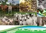 La FRGDS Nouvelle-Aquitaine a été reconduite comme Organisme à Vocation Sanitaire (OVS) pour le domaine animal pour la période 2025 – 2029. L’AG est l’occasion de faire un tour d’horizon des actualités des différentes sections.