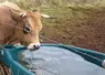 Le changement climatique amplifie les besoins en eau des animaux d'élevage, en raison du stress thermique.