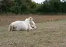 Les fortes chaleurs entrainent une baisse des performances de l'ensemble des animaux d'élevage.