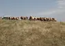 Les agriculteurs non assurés peuvent également bénéficier de l’Indemnité de Solidarité Nationale, mais dans des conditions moins avantageuses.
