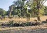 En période de sécheresse, les feuilles encore vertes des arbres peuvent être une source d'alimentation complémentaires pour les troupeaux. 