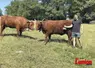 jeune éleveur devant une vache salers au pré
