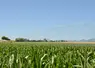 irrigation de maïs dans la plaine de la Limagne