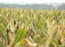 Le remplissage des grains de maïs pourrait être insuffisant, entraînant une baisse de la teneur en amidon et donc de la valeur énergétique des ensilages.