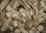 L'ail rose de Billom a subit de plein fouet la canicule et la sécheresse. Les récoltes de mi-juillet montrent notamment des bulbes plus petits que la moyenne. 