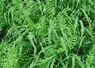 Couvert végétal avoine + vesce