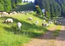 Des moutons en train de pâturer
