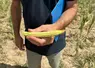 Au GAEC des Chalots, à Lusigny, les maïs sont verts
