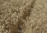 17 variétés de blé étaient à l'essai à Landos.