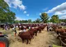 Le concours interdépartemental s'est déroulé à Brassac-les-Mines où 36 élevages ont présenté des animaux. 