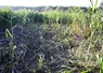 Dégât de sanglier dans une parcelle de maïs.
