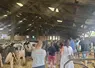 Les membres de l'association se sont réunis dernièrement au lycée d'Yssingeaux et sur l'Earl du Peron à Monistrol/Loire à l'occasion de l'AG de l'association.