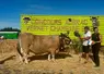 Le prix de championne femelle adulte a été décerné au Gaec Laubanie avec Narbonne. 