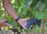 Les vendanges ont débuté le 14 août dans le Puy-de-Dôme, du jamais vu. 
