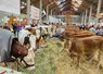 Les Limousines et les Montbéliardes face à face dans le bâtiment du marché de Saugues.