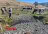 Des personnes face à des vaches.