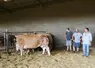 Quatre vaches aubrac dans le bâtiment, leur propriétaire et deux techniciens.