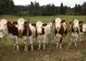 Génisses montbéliardes