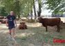 jeune agriculteur qui marche dans une prairie entre des vaches de race salers