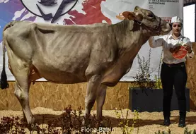 Une vache présentée par une éleveuse lors d'un concours bovin