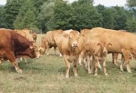 Groupe de vaches Limousines pâturant.