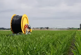 Enrouleur irrigation dans un champ de maïs semence