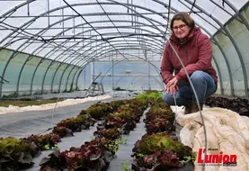 Maraichère, accroupie devant des plants de salade