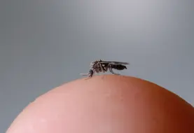 Les culicoïdes sont des insectes diptères de la famille des Ceratopogonidae. Ce sont des moucherons de petite taille (1 à 3 mm) qui volent en essaims. Dans le monde, on compte environ 1.400 espèces dont une centaine en Europe de l’ouest et seules une dizaine peuvent être vectrices de pathologies, les principales étant Culicoides obsoletus, imicola et pulicaris.