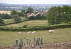 Vaches charolaises dans un pré.