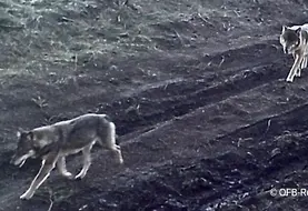 le couple de loup corréziens