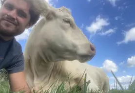 Selfie de Gauthier Hamot aux côtés d'une de ses vaches.