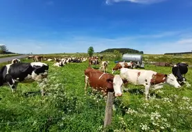 Vaches au pré