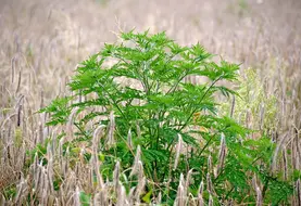 Plant d'ambroisie