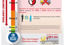 affiche rappelant la réglementation pour le transport des animaux vivants en période de canicule